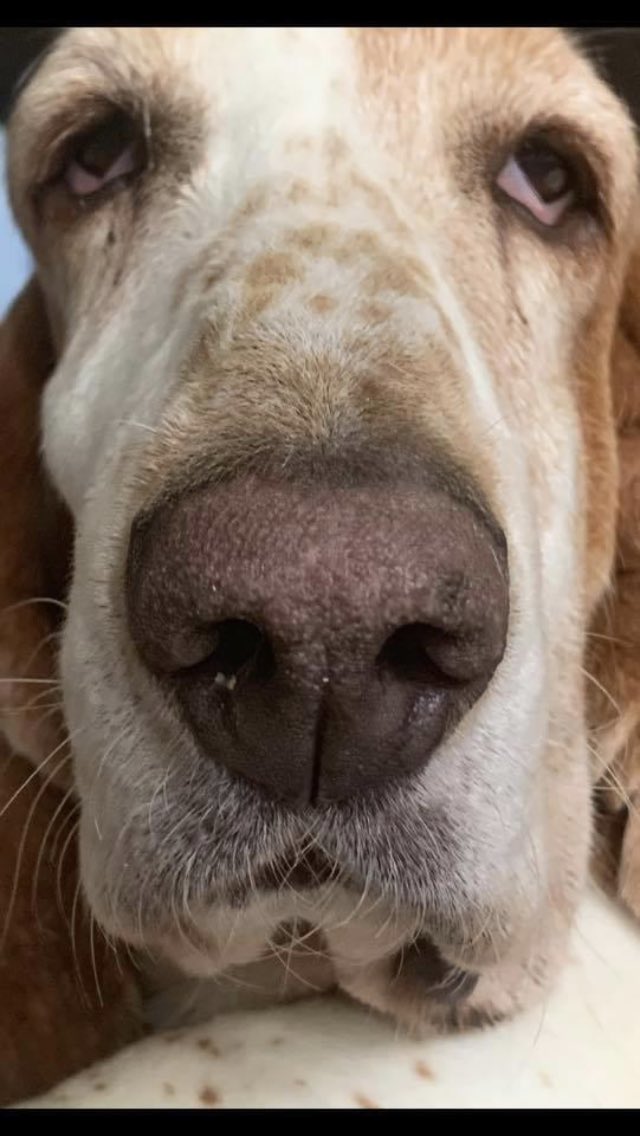 TheStructuredDev tweet media