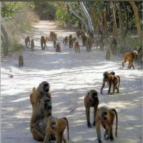 That's monkeys 👆👆✝️✝️🙏🙏🙏