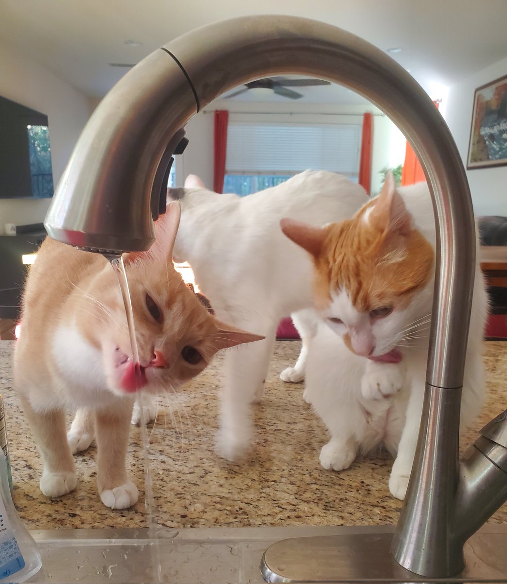 trcyrdmnd's tweet photo. Double feature #TonguesOutTuesday with both Nacho Penny and Bogey. #CatsOfTwitter https://t.co/X5DPjSMJ5p