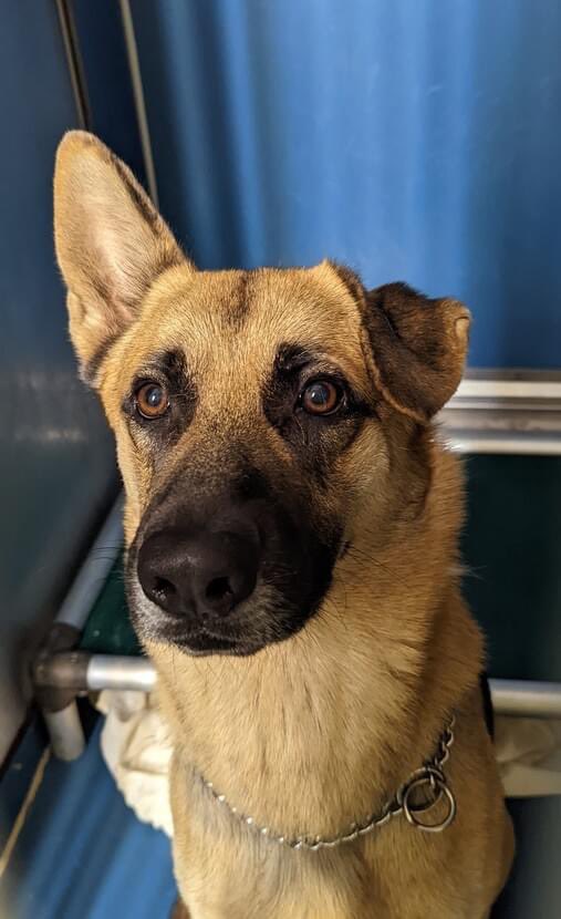 PamBabcockTruth's tweet photo. They strike again. Killed yesterday. R. I. P. Sweet Yaki!! How much more can a person take?? https://t.co/PT3RoaLcNI