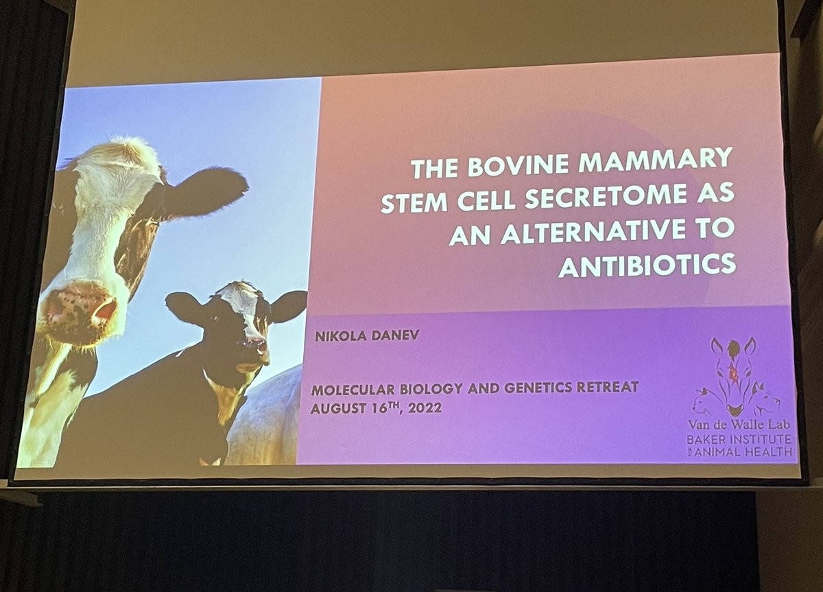 CedricFeschotte's tweet photo. Great talk by @nddanev from @gerlinde_de lab on 🐮🐄mammary secretome and its antibacterial activity. Fascinating! https://t.co/hLYRVJZDcY