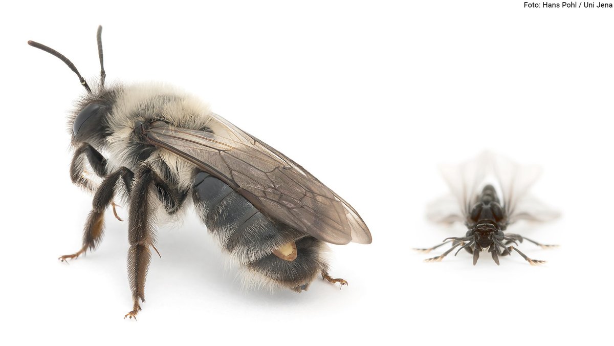 UniJena's tweet photo. To find out how female twisted-wing parasites have adapted to the traumatic insemination, researchers @UniJena, @kieluni, @UniFreiburg and @KITKarlsruhe have studied the mating of these insects. They report on their findings in the journal @thePeerJ.

➡️ https://t.co/rJz1sMx0Ri https://t.co/JVkK3UoRLl