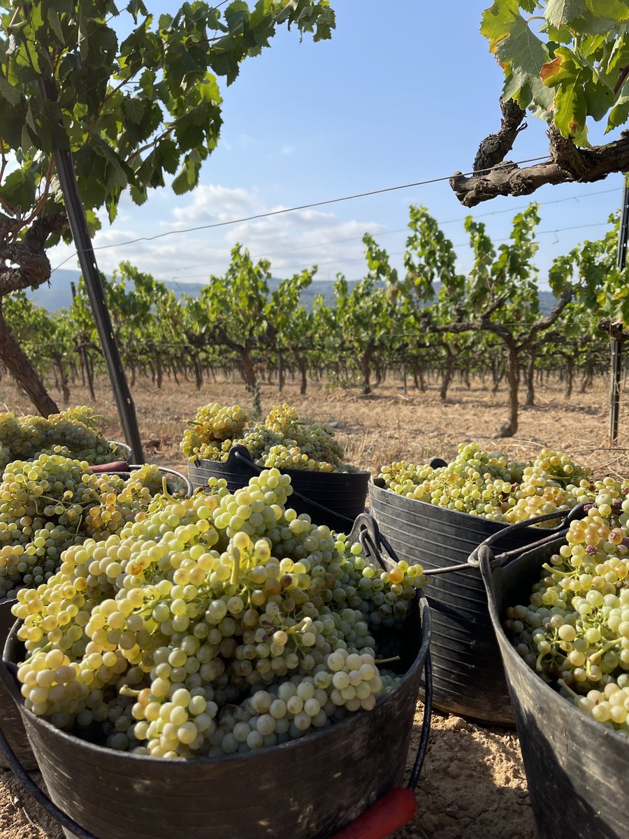 RaventosiBlanc's tweet photo. [HARVEST 2022 🍇]

We started harvesting the #Macabeus🍇These hot days have accelerated the ripening process of all the #LocalVarieties. So, the team continues to carry out controls to the #vineyards to know the best time to harvest 🌱 https://t.co/Vk0s6h2NvZ