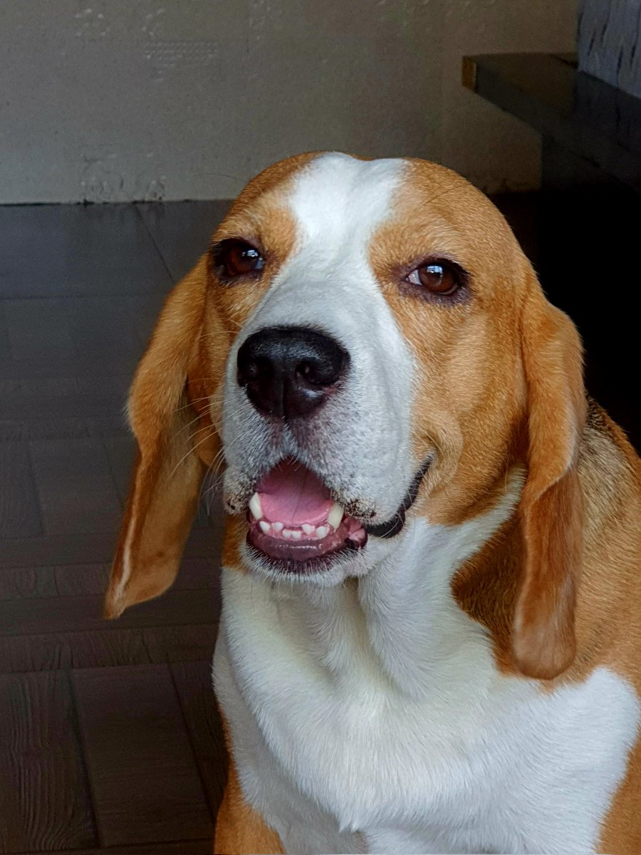 parijatmisra's tweet photo. #SonicTheBeagle making a point about the 8mpor5ance of #3rdBreakfast with Mamma @Anjana2205 https://t.co/Tnqs2hspNn