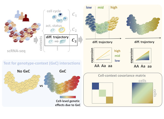 MolSystBiol's tweet photo. CellRegMap: a statistical framework for identifying and characterising genetic effects on gene expression in single cells --> https://t.co/ZMGvd6AHL9
@OliverStegle @StatGenomics @AnnaSECuomo @DKFZ #eQTL #geneticinteraction #singlecell https://t.co/apOBVcjL1G