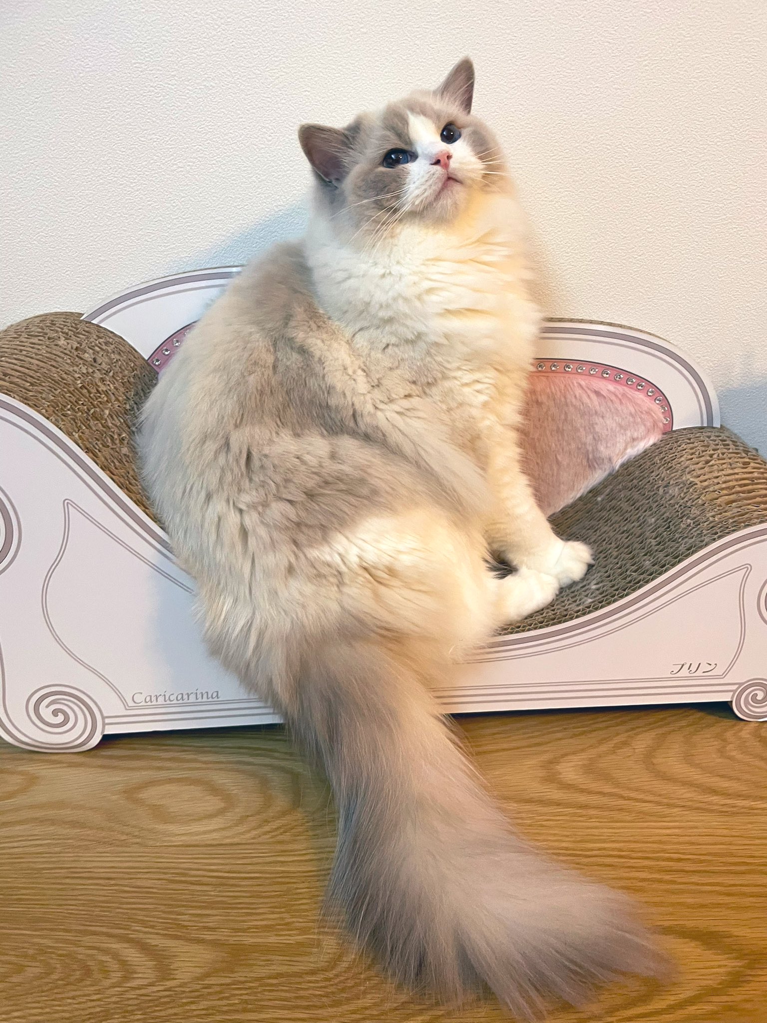 クロエちゃん ラグドール Marketingagricola Pt