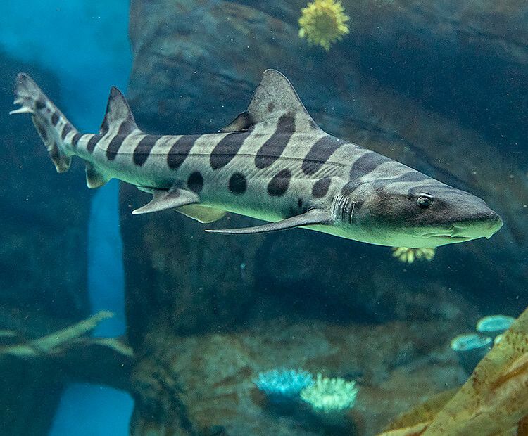 SharkiesOTD's tweet photo. ♡ Leopard Shark https://t.co/kNvWjRSdAm