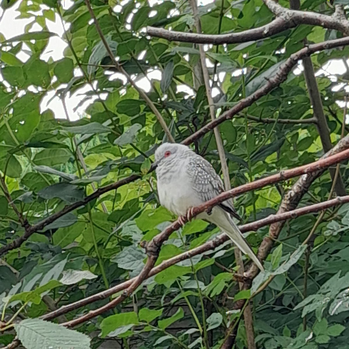 lilybell61's tweet photo. @IoloWilliams2 can you identify this bird please ? It was just in our garden , a small bird with red eyes . Very beautiful https://t.co/w792G8g9I8