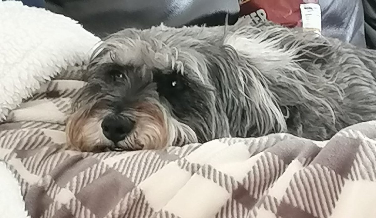 Haggis in a thoughtful mood
#summerdays @BrunoSchnauz <a href="/BrodHiggins/">misneachhiggins.bsky.social</a>