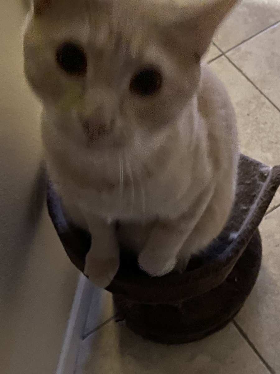 WalkerACExperi1's tweet photo. …seconds before Sherbert the Cat attacked me for taking an unsolicited cat pic… #CatsOfTwitter #Caturday #kitpic https://t.co/RW9NNMZdr1