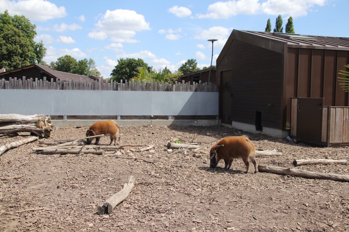 AggloStQuentin's tweet photo. 🌳👀 Venez découvrir l'Agglo du Saint-Quentinois autrement en (re)découvrant le #ParcDIsle 📍
Au bord ou sur l'#ÉtangDIsle ou bien sur terre avec l'#IsleSauvage et la #ferme des 5 continents et leurs animaux 🐒
De bons moments agréables et ludiques à passer en perspective 🥰 https://t.co/q6NoYeZxlp