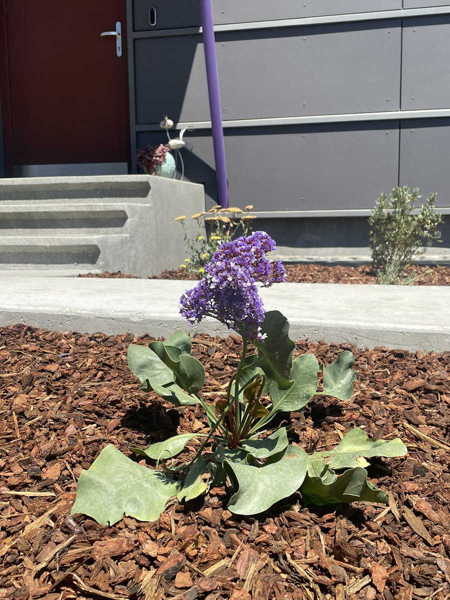 GreenGrowLS's tweet photo. Giving these Menlo Park clients a fresh modern look. This design compliments  their exterior with its clean edges &amp; bold color pallet.
•
Finishing things off with a hog wire fence. More photos coming soon 🌼
•
#modernliving #landscapedesign https://t.co/gJnSOZaopO