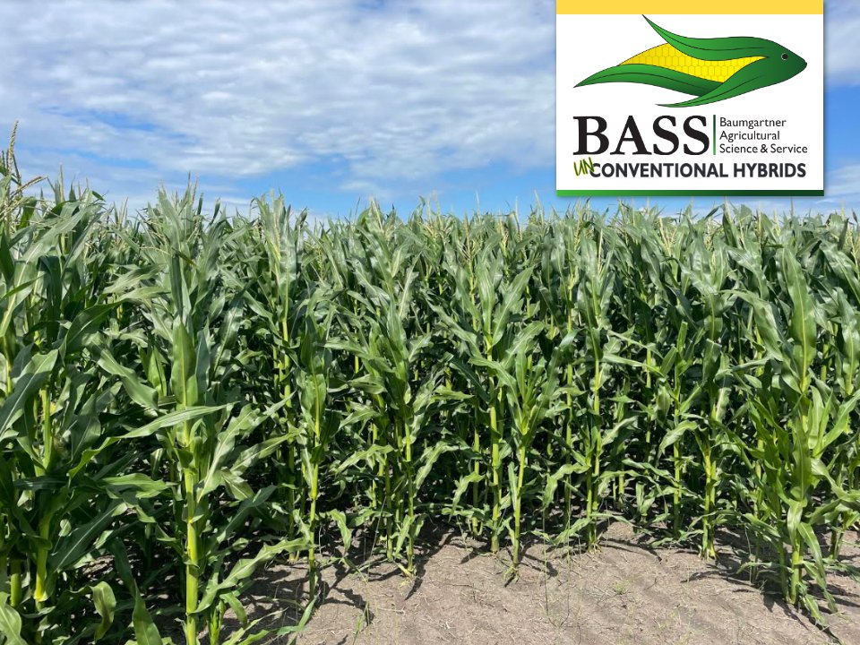 Recently, we visited this field of Lola hybrid in Rolette, ND and were pleased to see it shows zero signs of corn borer. The consulting agronomist noted it was some of the nicest corn he’s seen within a 40 mile radius.