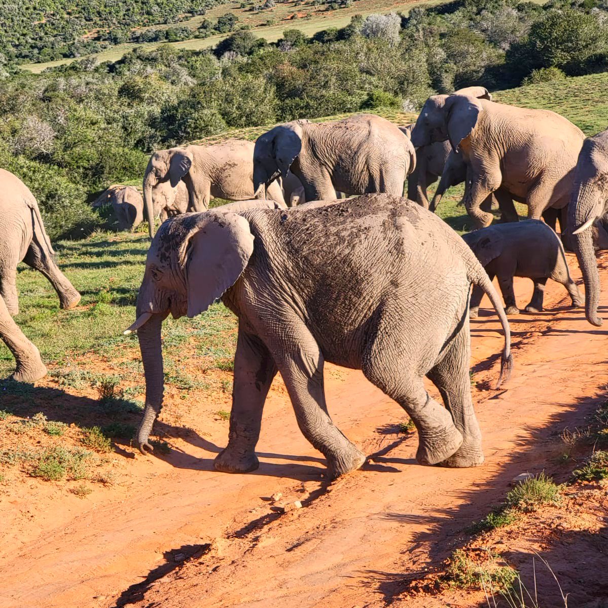 Spotted: Elephant crossing on a #Shamwari safari...what's your dream expedition getaway? 
#africantravel #virtuosotravel #luxurytraveladvisor 🐘🌳