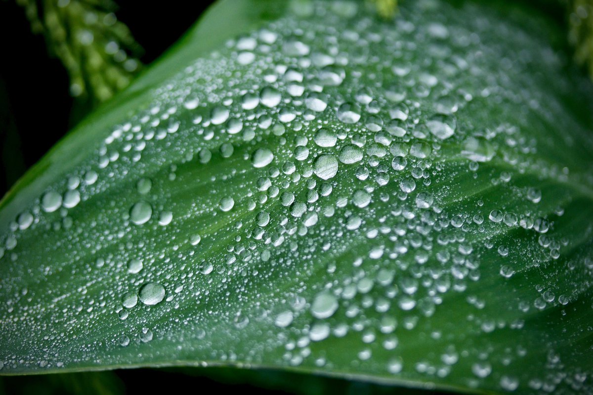 Safari_Jake's tweet photo. Post rain https://t.co/7IRRPsLspp