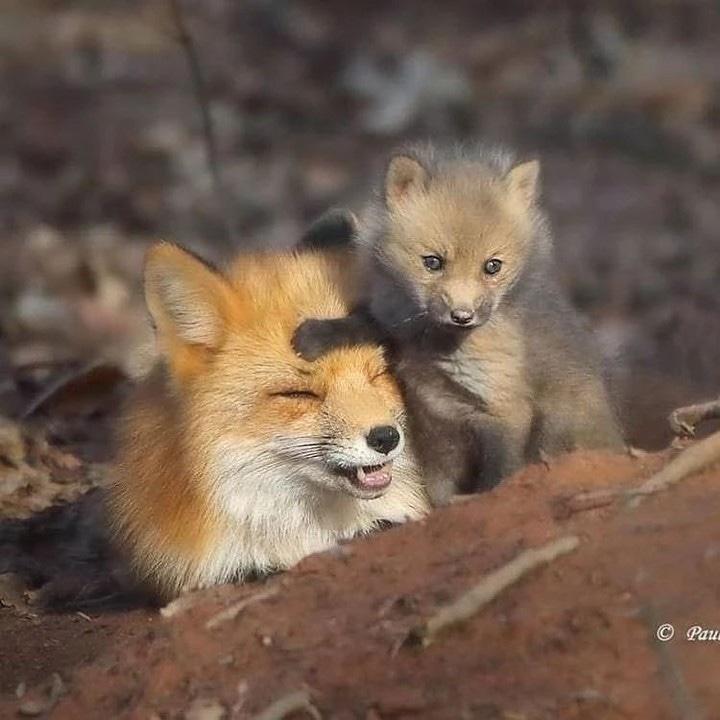 fox_lover_life's tweet photo. A little father and son time.
#fox #redfox #foxesofinstagram #arcticfox #foxred #wildfox #babyfox #vulpesvulpes #fennecfox #foxlife #foxlovers #cutefox #photofox #foxdrawing #vulpes #foxplay #foxlover #articfox #foxfurcoat #snowfox #foxs #foxes_club #clevyrthystle https://t.co/lfxW9hfr2G