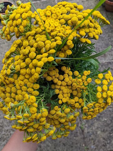 laurajpottinger's tweet photo. Tansy - foraged from the Fallowfield Loop, topped up with flowers from Debdale heritage dye garden. Makes a sunny yellow 💛
#MakingSlowColour #naturaldye #plantdyes
#naturaldyeing #dyegarden https://t.co/sjfB1742F0