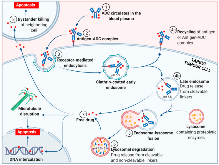 Molecules_MDPI's tweet photo. #HighlyCitedPaper #HighlyAccessedPaper
An Insight into FDA Approved Antibody-Drug Conjugates for Cancer Therapy
By: Margaret A. Brimble, Iman Kavianinia, et al.
👉https://t.co/D1LS3oFF0d
📌#antibody #drugconjugates #ADCs #targetedtherapy #cancer #FDAapproved
@ChemMatSci_MDPI https://t.co/FzTkvu3RKV