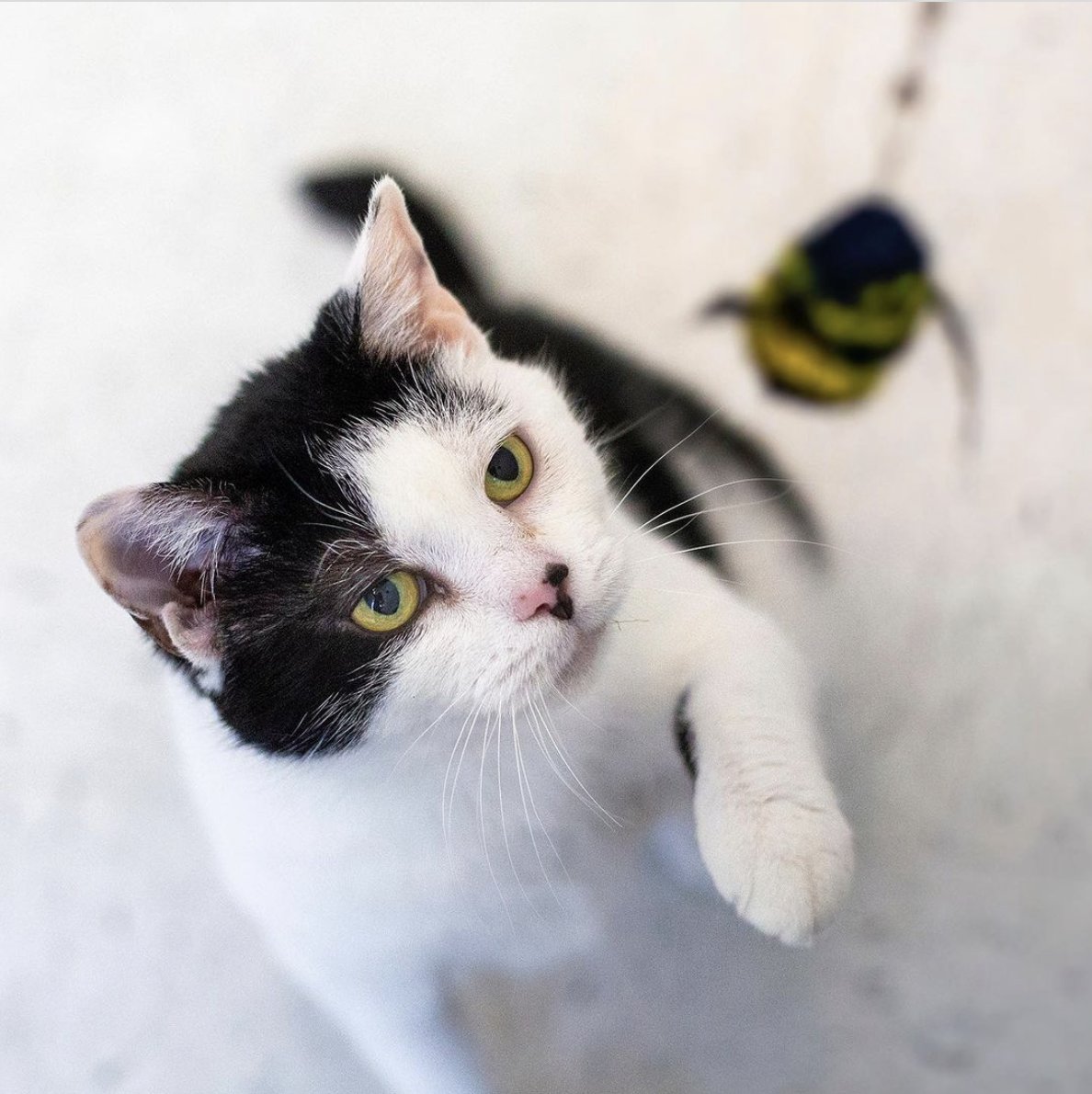 ARLBostonRescue's tweet photo. Meet Neno aka Ms. Personality! 🐱
12-yr-old Neno arrived at our #Boston location pretty timid but with some time to adjust and extra TLC from our staff and volunteers, Neno has shown us her wonderful and silly personality. Meet her @ https://t.co/PYWBd4UOI5 #Adopt https://t.co/NjQuZdaR2A