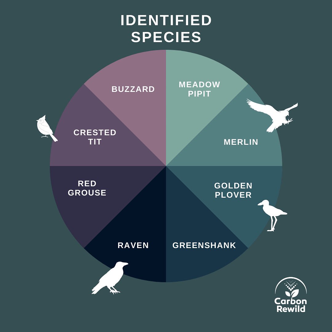 CaleyClimate's tweet photo. Identified #bird species at one of our #Peatland sites in Wester Ross, Scotland. 

Fascinating to work with @CarbonRewild on this.

We look forward to continuing this work across many more of our peatland sites, to measure changes in #biodiversity as a result of #restoration https://t.co/MPVxDQivYv