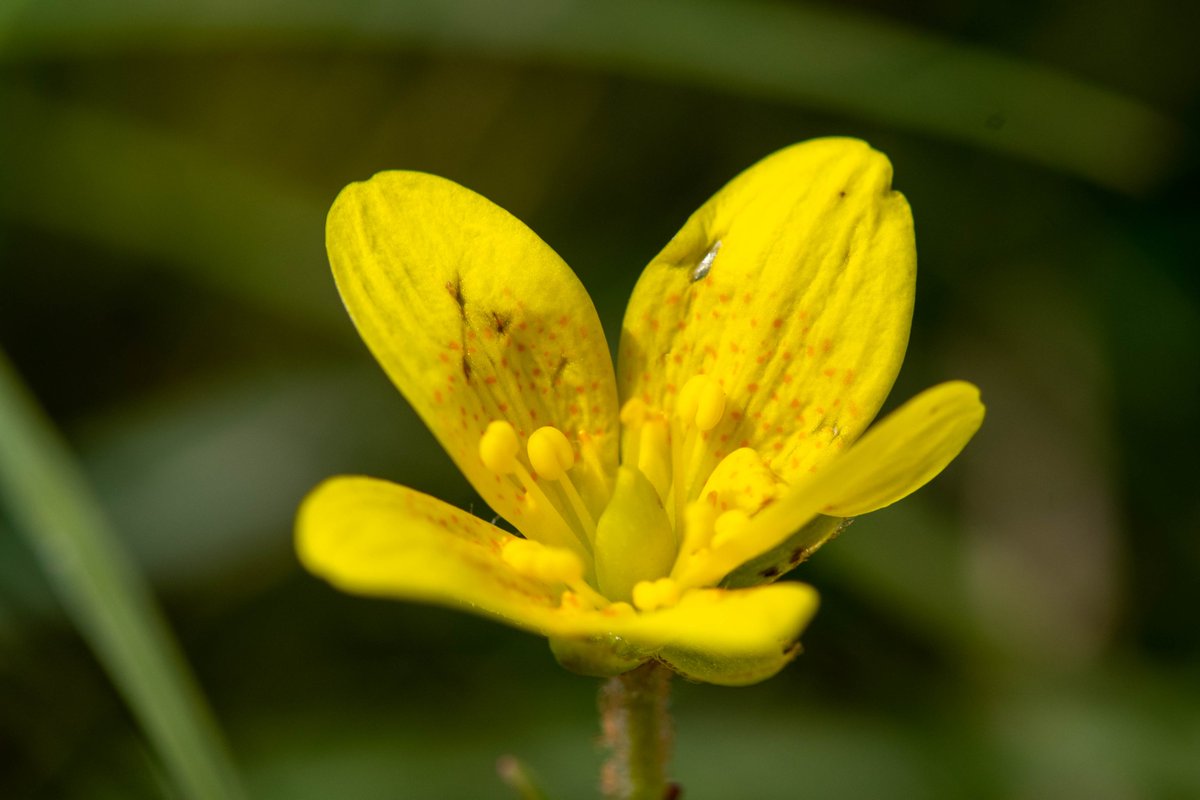 It took me a few repeat trips to find a flowering (though somewhat roughed up) #Saxifraga hirculus at the Pentlands. Beautiful, but fragile and small population.
