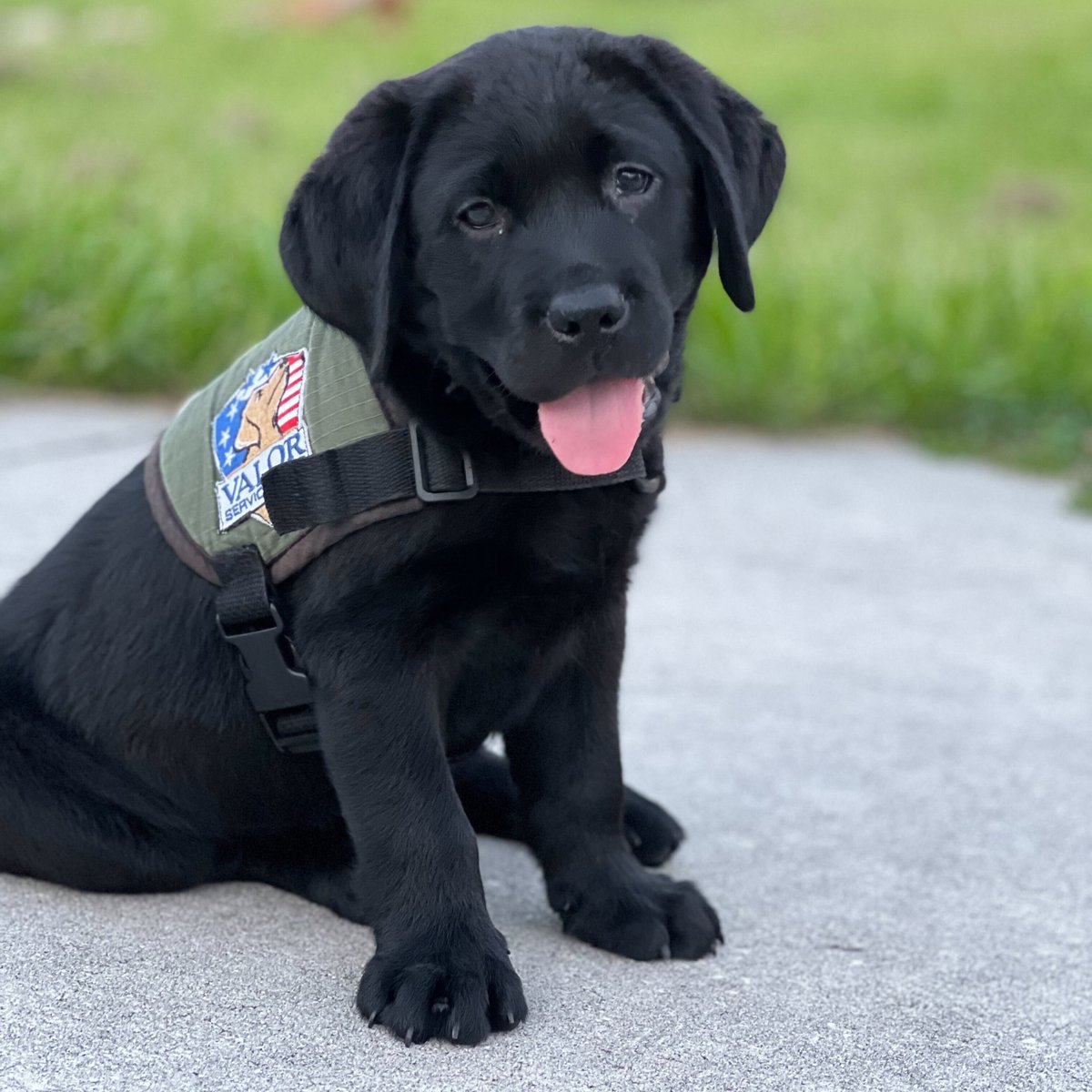 Introducing our newest recruit Lucas Valor.  We are so excited to watch him grow into an amazing service dog for his forever hero. 🐾🐕‍🦺 

#servicedogintraining #servicedog #newrecruit