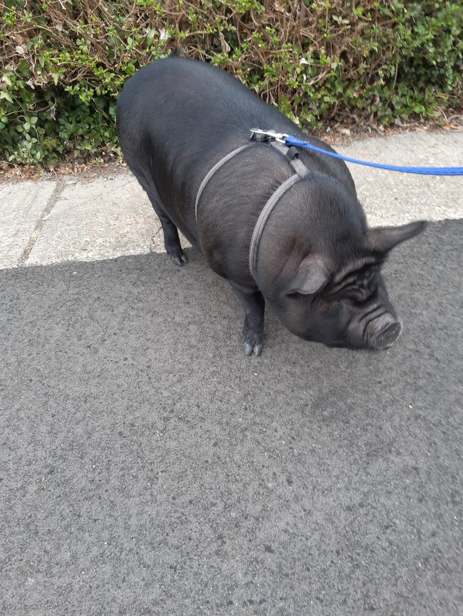 amandacbh1's tweet photo. Meet Whinney who accompanied me on an estate walk today - my first meet and greet with a PBP #petsontheirwalks #wearecbh https://t.co/TdT7qIfua5