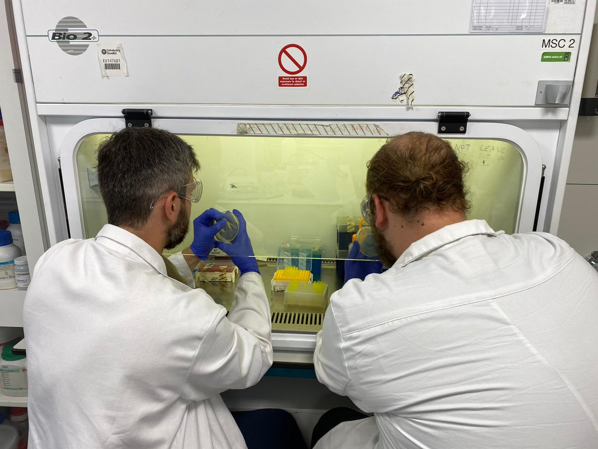 Picking the right colonies! #Directedevolution of proteins for #biocatalysis! #SustainableChemistry @UCLChemistry @CastagnoloGroup

 #mscaIF #enzymeengineering #CycloProBio  #sciencetwitter #HorizonEurope