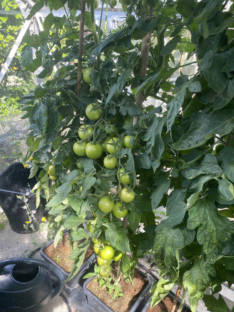 Medwyn Williams tweet media