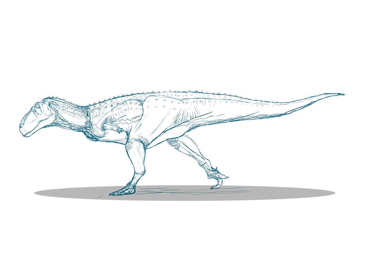 kta92751434's tweet photo. #Aucasaurus
#アウカサウルス
復元された骨格は、えらく首が長く見えるけど・・・ https://t.co/SkE67WHE0t