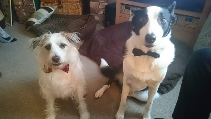 DipMor55's tweet photo. We lost these two at the beginning of the year (within six weeks of each other) Love looking at all your dogs ! 🐕 https://t.co/QP6J00E65Q