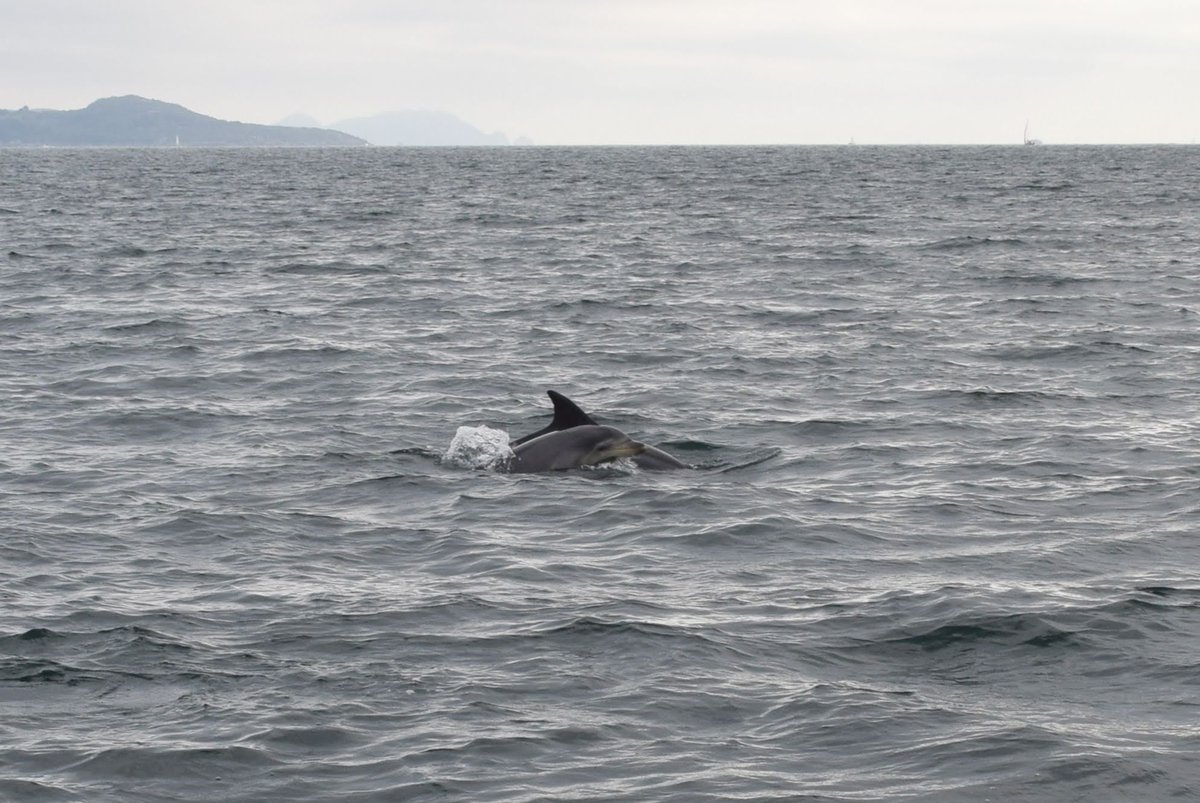 Cara de felicidad de nadar a nuestro lado🐬🐬 @turisriasbaixas @Turgalicia @depo_es @thebdri