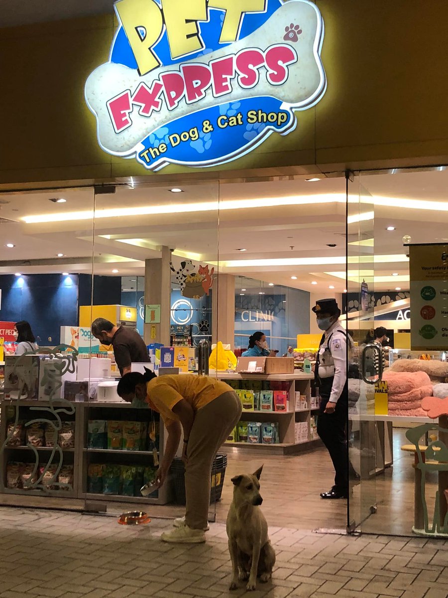 PhilippineStar's tweet photo. MEET MOA, THE WELCOMING DOG! 🐶🥺

This stray dog named MOA captured the hearts of shoppers, even netizens, as he enthusiastically welcomes the customers of a pet store at a mall in Pasay. (Photos courtesy of Julie Ann Bautista) https://t.co/2IVM2jauwp