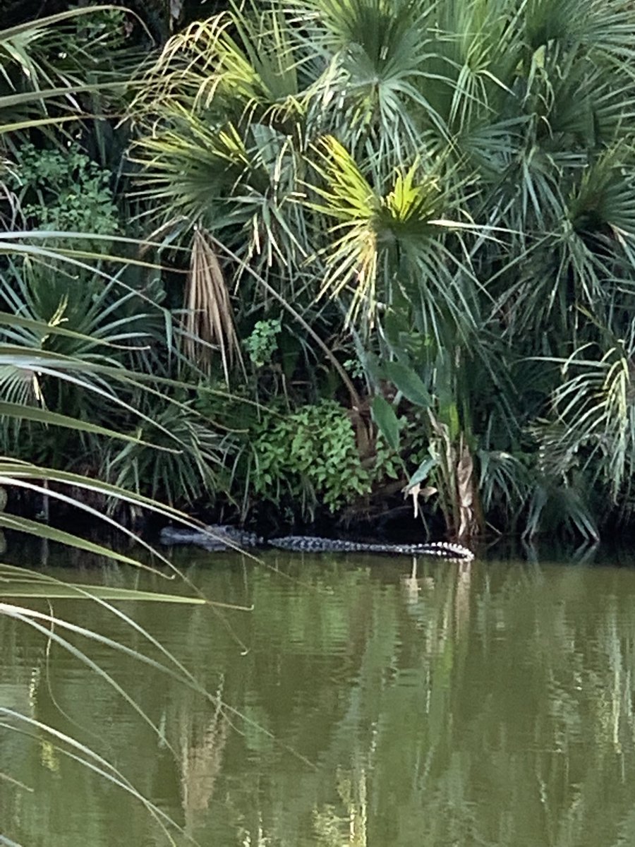 SebastianAFP's tweet photo. This fella is chilling just across the road from the Kiawah Island residence where President Biden is staying on vacation. Your White House pooler is probably not getting into that pool today. https://t.co/nCNyDCPEcK