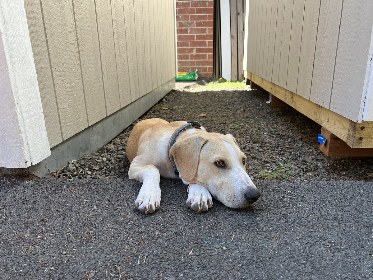 BurbankRob's tweet photo. Here’s the SPOD for Tuesday, 8/16. Enjoy! #dogsoftwitter https://t.co/g3An4pifJU
