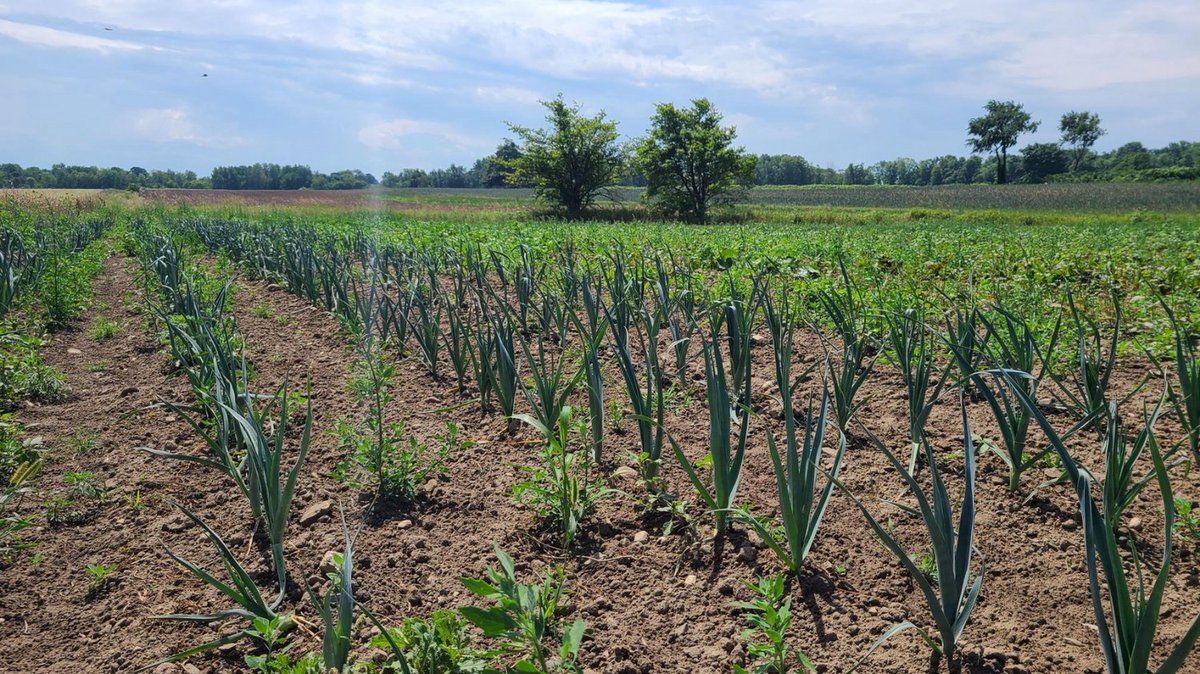 pfenningsfarm's tweet photo. #DYK we patiently wait 3-4 months for leeks to grow? The end result is well worth the wait! It's no wonder they are a fall favourite - heavenly in soups, stews and stir-fries. Can't wait! π
#LeekSeason #FallHarvest #FallCrop #GreenThingsGrowing #OrganicLeeks #LoveOntFood https://t.co/tKlmUGbweG