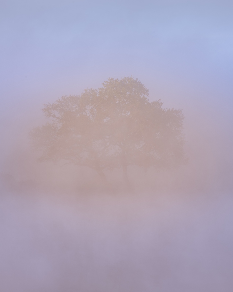 SellerCharles's tweet photo. Une brume violette avec les lueurs du matin le long de la vilaine, proche de la commune de Rieux, Morbihan(56) 

A violet haze hovers over the river Vilaine, near the village of Rieux in Brittany 

#brume #morbihan #bretagne https://t.co/hlBwgDziV0