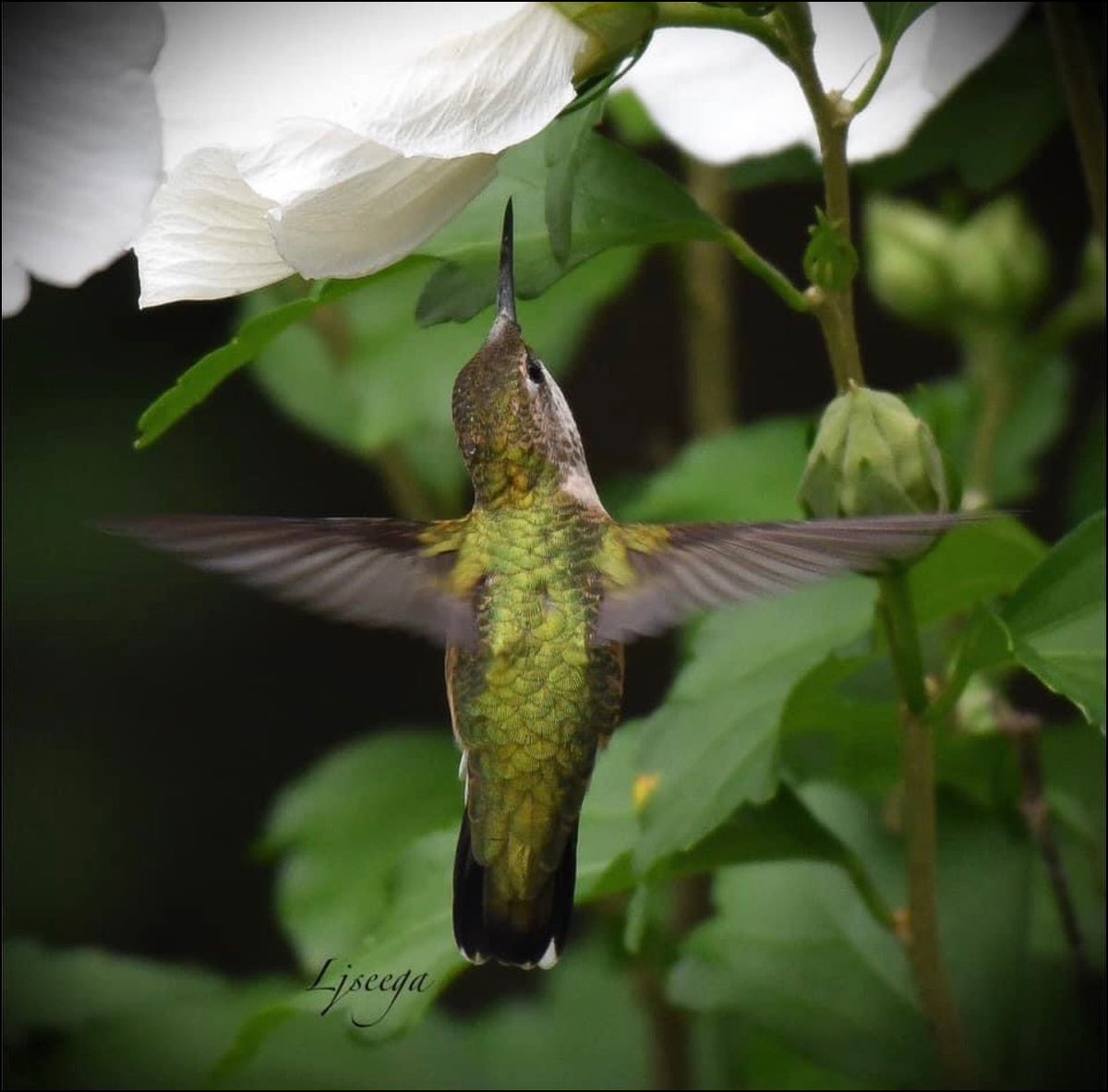 yankeelimner's tweet photo. โFly like an Eagleโ but as a ruby throated hummingbird #birdsofNewEngland #roseofsharon #nikonphotography https://t.co/1ZWMtu93z1