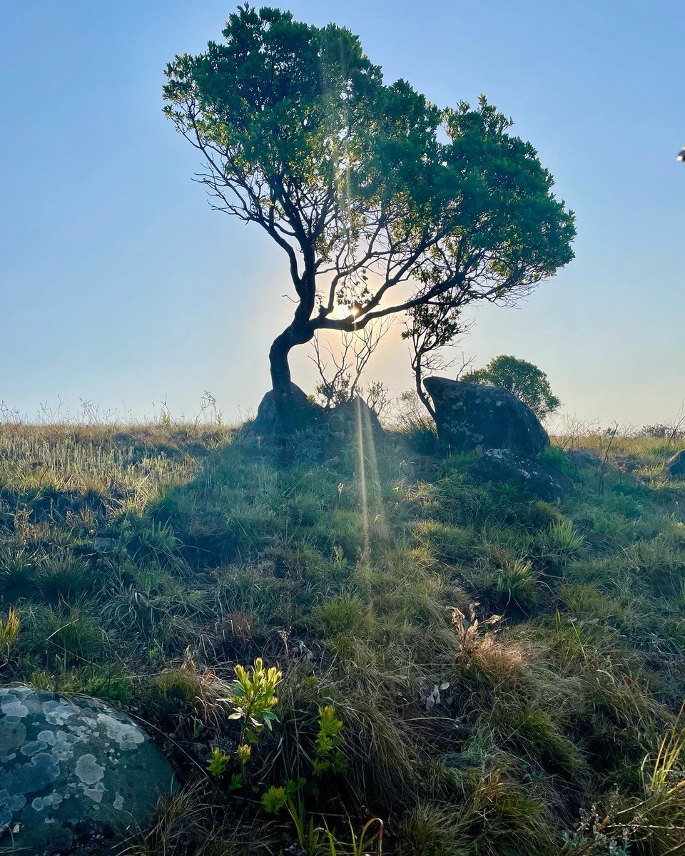 MsMontseM's tweet photo. Inzalo y’langa - home of Anu and Antu. My inheritance.
#thisisafrica #sumerianrecords #sumeriangods https://t.co/0t0QaL6kOl