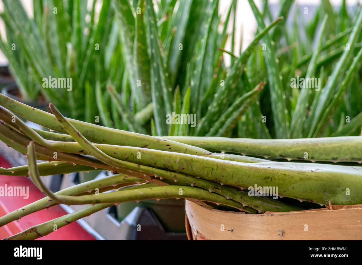 MichaelCMontero's tweet photo. @dacollar1 @grocerieswegner @DrOz @JohnFetterman Most South Florida supermarkets sell aloe, typically large leaves.  Great for burns. https://t.co/1EgBFSKvcd