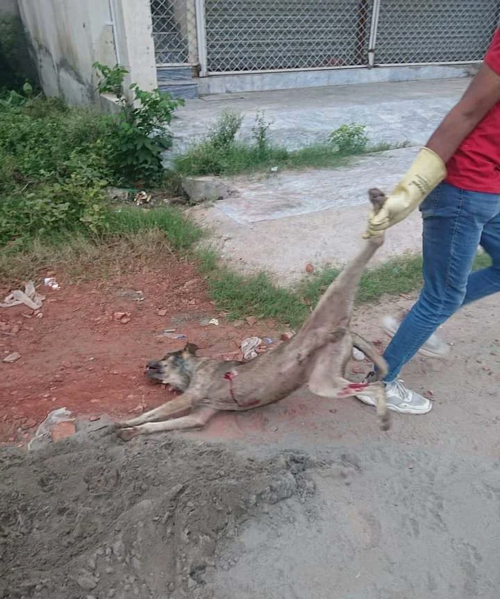 animal_vanguard's tweet photo. #PCSIR society #Lahore is mercilessly killing dogs despite the LHC's order against dog killing in the Lahore division. Please tag the concerned people and spread the word. We demand action against them. #newdogpolicy #stopdogcullingpk #dogculling
@QuatrinaHosain @ayezanadeem https://t.co/dkRmwOnBQM