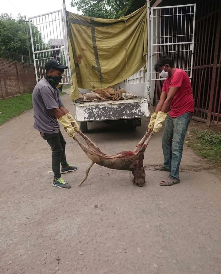 animal_vanguard's tweet photo. #PCSIR society #Lahore is mercilessly killing dogs despite the LHC's order against dog killing in the Lahore division. Please tag the concerned people and spread the word. We demand action against them. #newdogpolicy #stopdogcullingpk #dogculling
@QuatrinaHosain @ayezanadeem https://t.co/dkRmwOnBQM