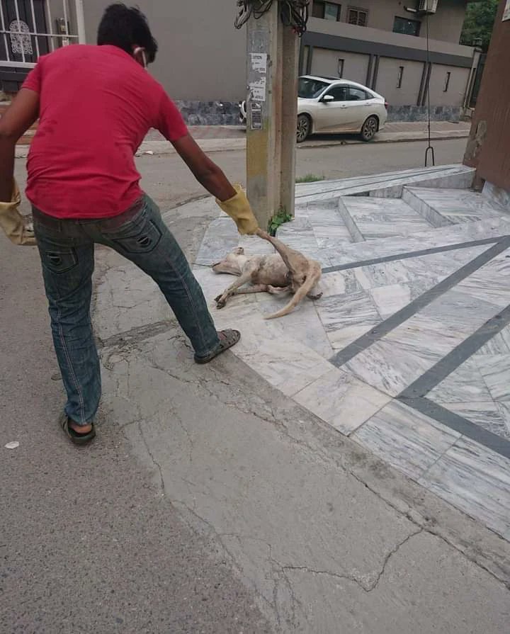 animal_vanguard's tweet photo. #PCSIR society #Lahore is mercilessly killing dogs despite the LHC's order against dog killing in the Lahore division. Please tag the concerned people and spread the word. We demand action against them. #newdogpolicy #stopdogcullingpk #dogculling
@QuatrinaHosain @ayezanadeem https://t.co/dkRmwOnBQM