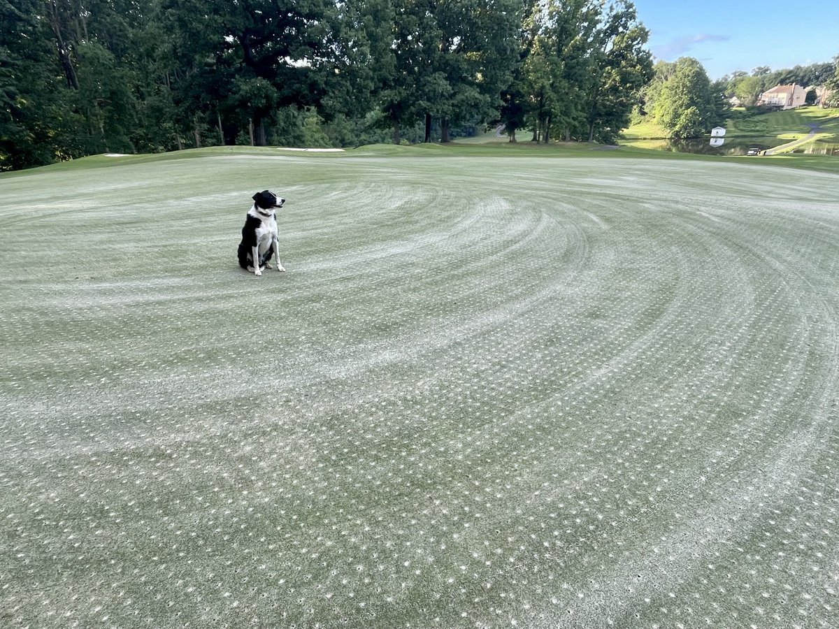 PenderbrookGCM's tweet photo. Obligatory post aerification/top-dressing pic. ⁦@DogsOfTurf⁩ https://t.co/LrljmHN1QE
