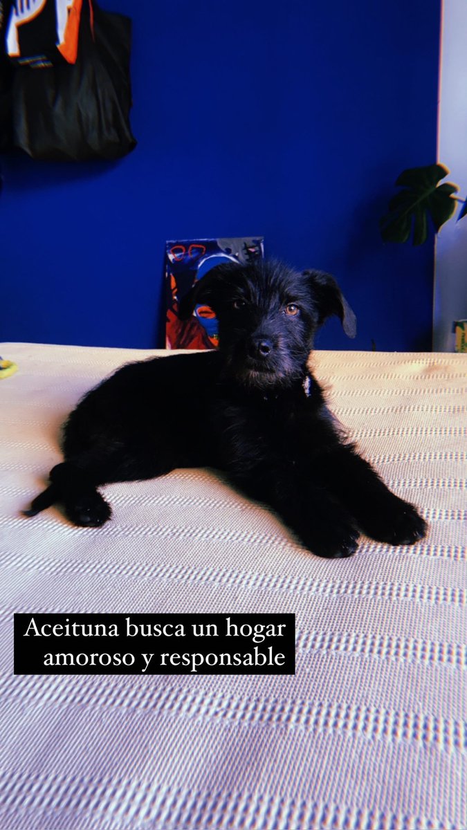 natt_legui's tweet photo. La perrita tiene 3 meses, desparasitada y vacunada. @VivireNuevaCba https://t.co/02SZxFFfdj