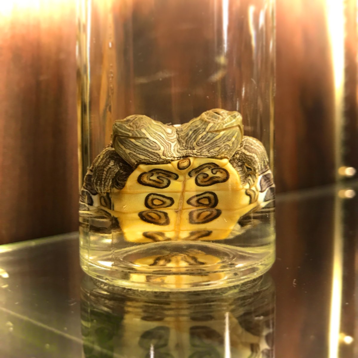 #2ForTuesday 2 heads are better than one. A favorite #preserved #specimen from my #wet #collection 

#WetSpecimen #WetCollection #Teratology #Oddities #Curiosities #Two #Headed #Turtle #2HeadedTurtle #Bicephalic #Polycephaly #FreakAnimal #FreakOfNature #Herpetology #TwoForTuesday