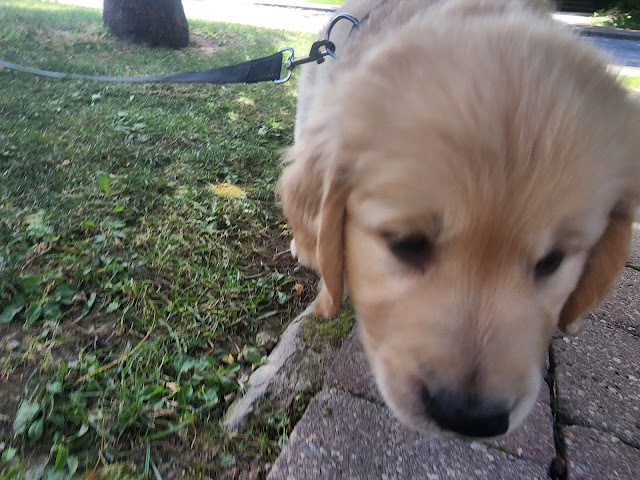 PhotoDorks's tweet image. Golden Retriever Puppy via @PhotoDorks photodorks.com/2022/08/golden…