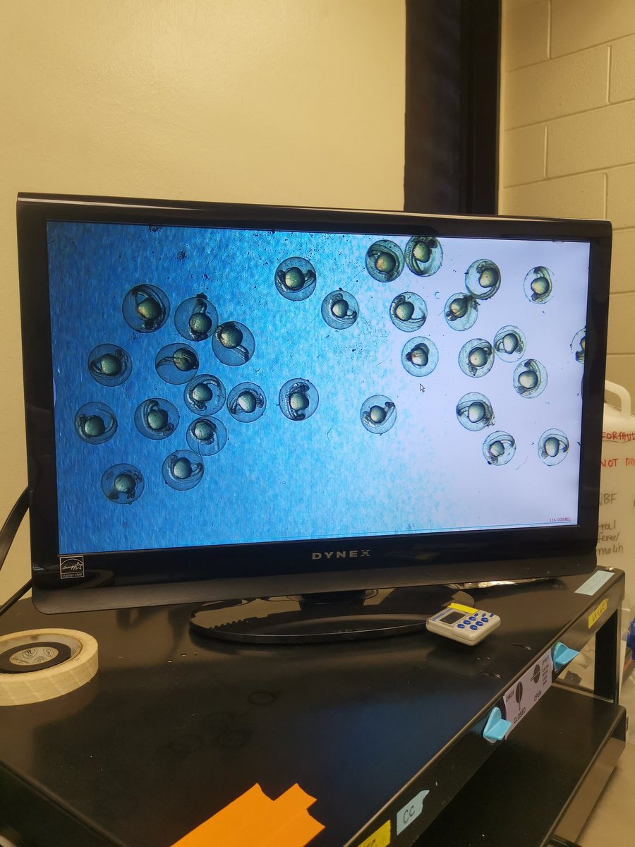 After some weeks struggling I finally got my first batch of zebrafish eggs! #Zebrafish #phdlife #Science