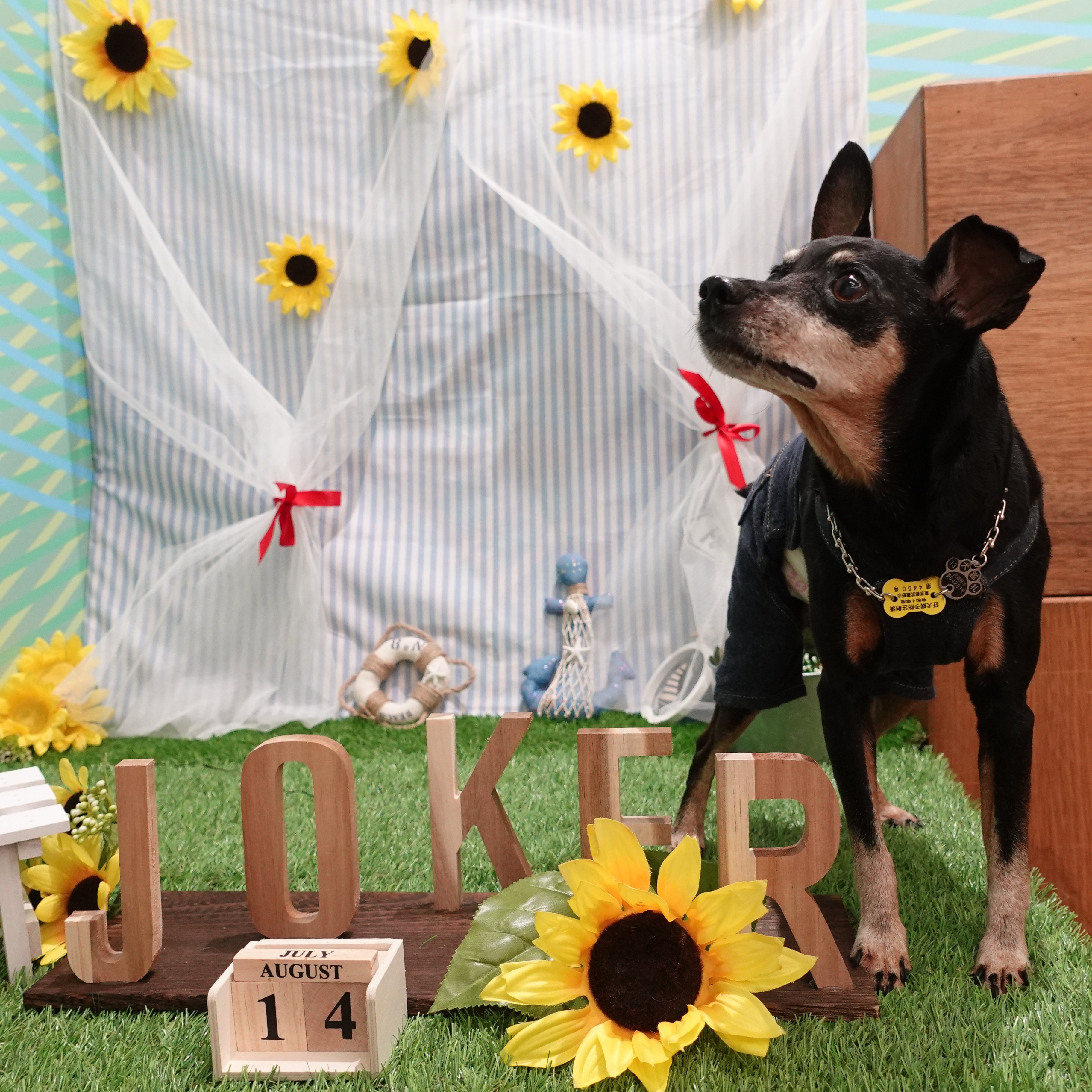 ペットショップジョーカー Twitter Search Twitter