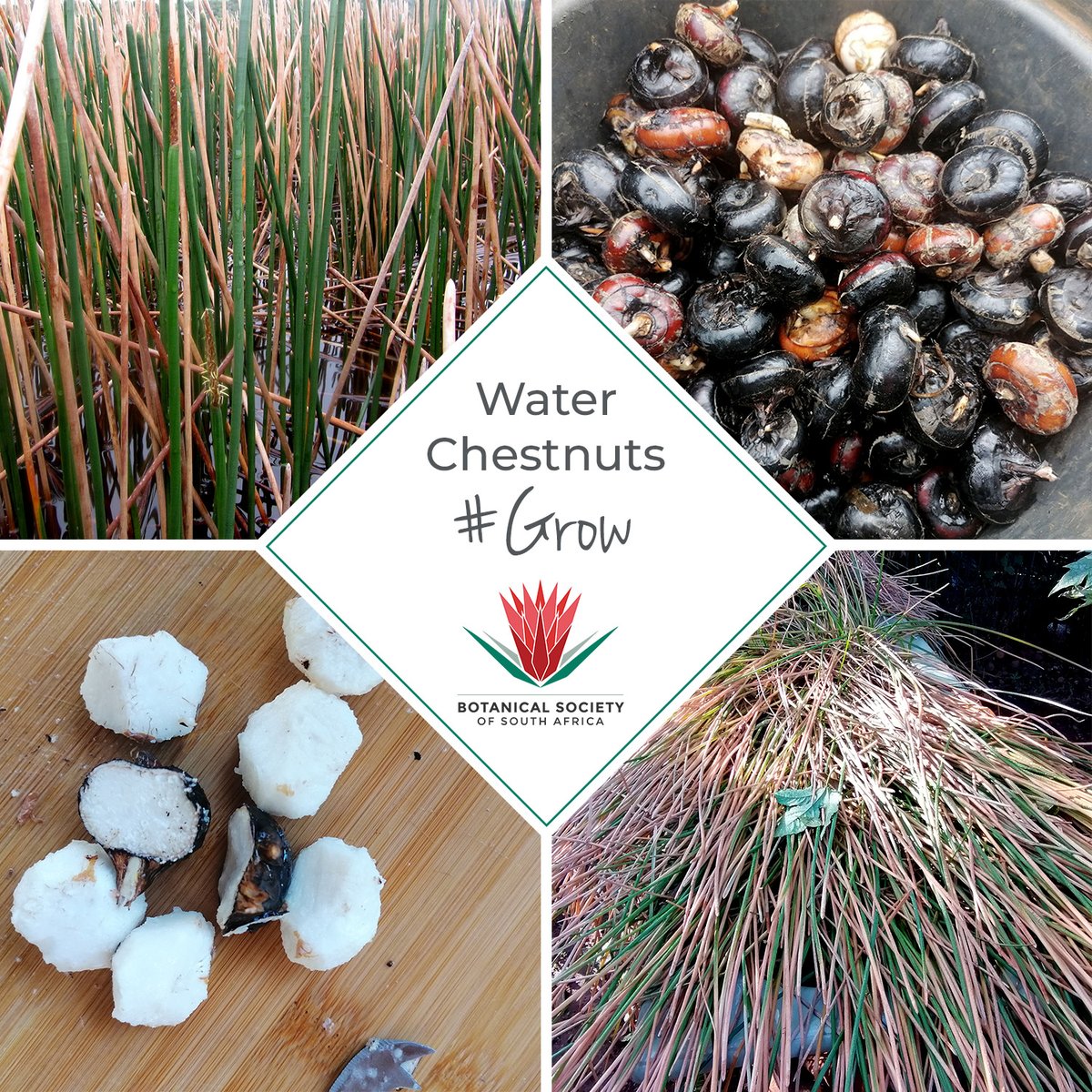 There are many edible plants that are not well known - but are still ideal for production. One such example is the water chestnut. They’re productive, easy to grow and tasty. Learn why and how to cultivate water chestnut here: botanicalsociety.org.za/grow-water-che… #Grow #Chestnuts